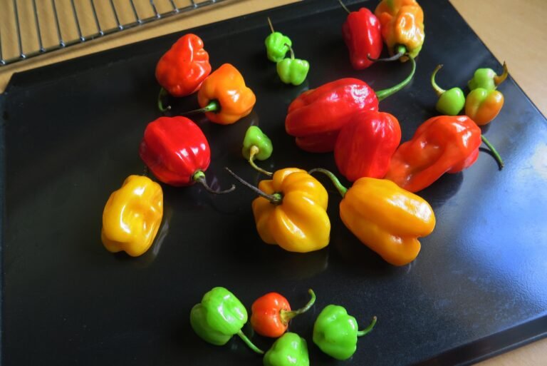 scotch bonnet chillies