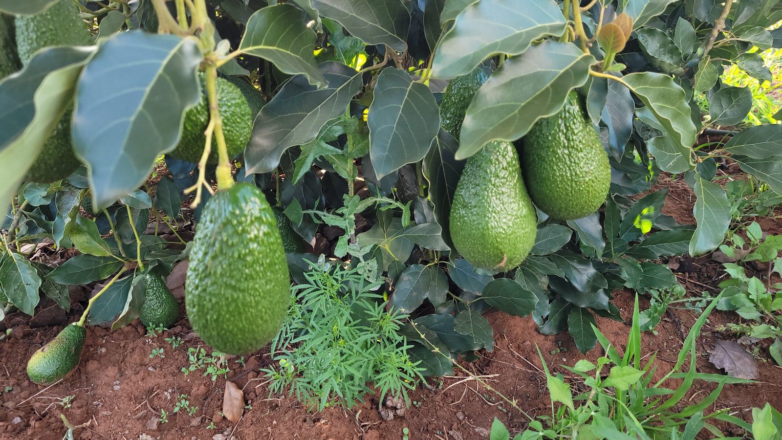 hass avocados in farm