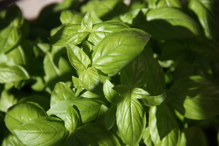 basil