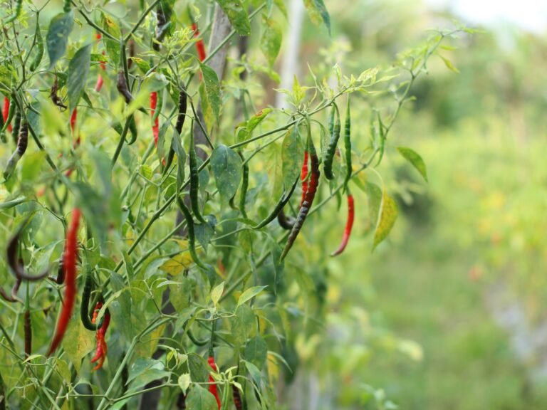 chillies in farm 1