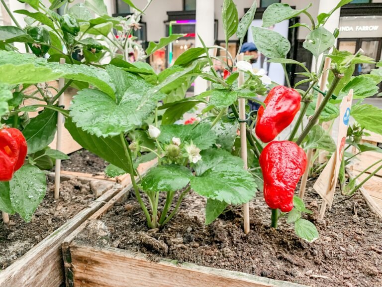 chillies in farm 2
