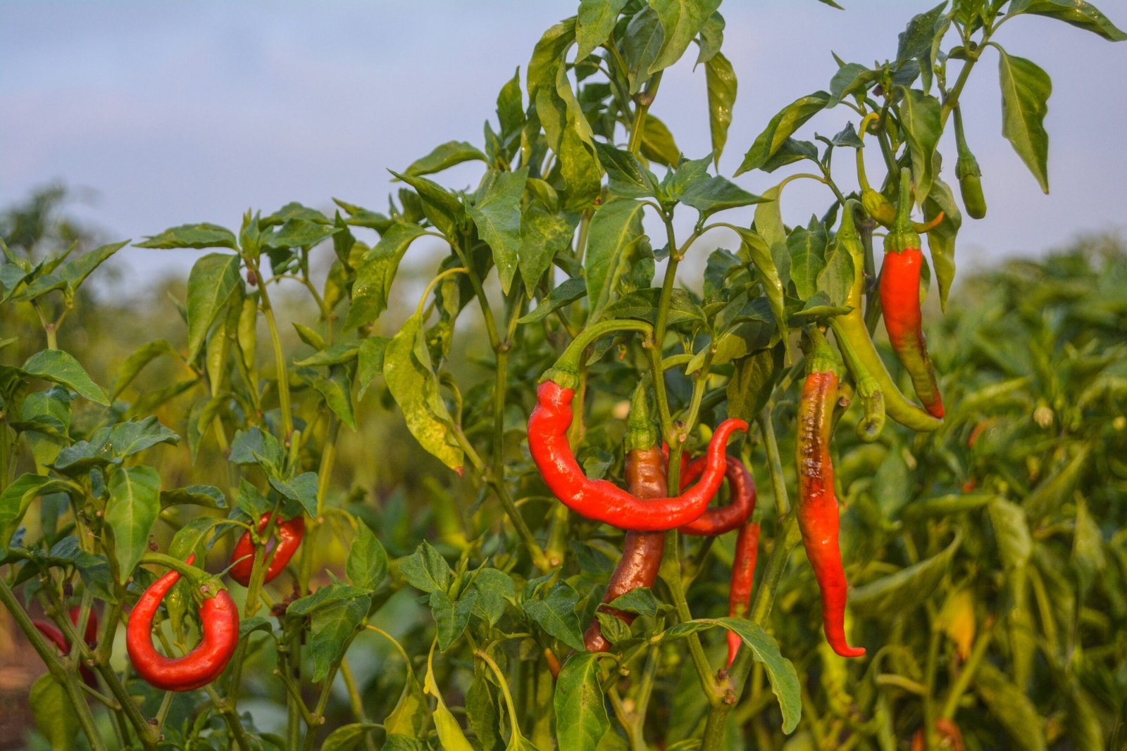 chillies in farm