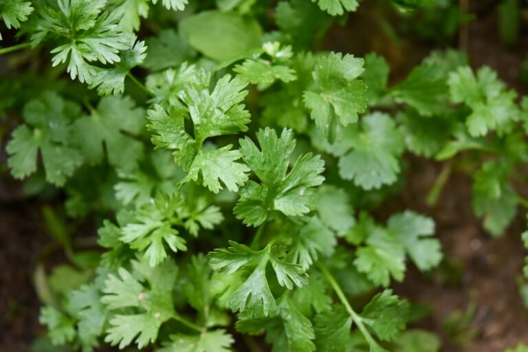 coriander (cilantro)