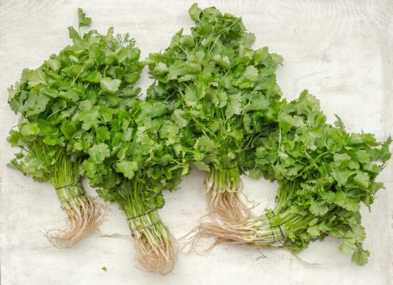 coriander (cilantro)