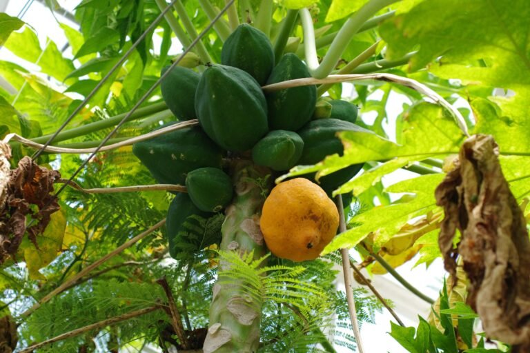 papaya (pawpaw)