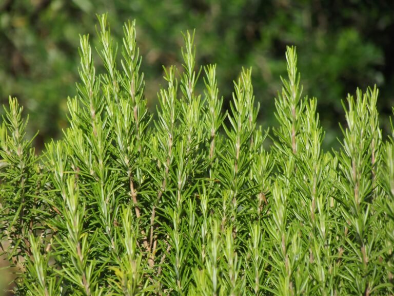 rosemary