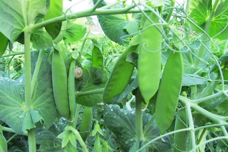snow peas